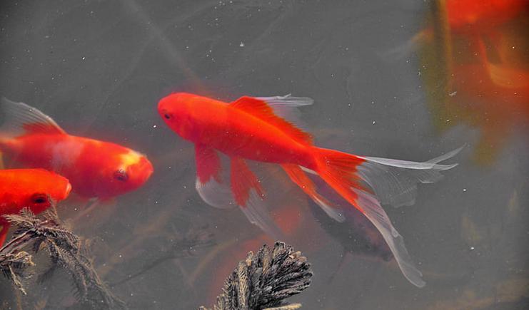 周轉(zhuǎn)箱養(yǎng)魚靠譜嗎？怕漏水看這里