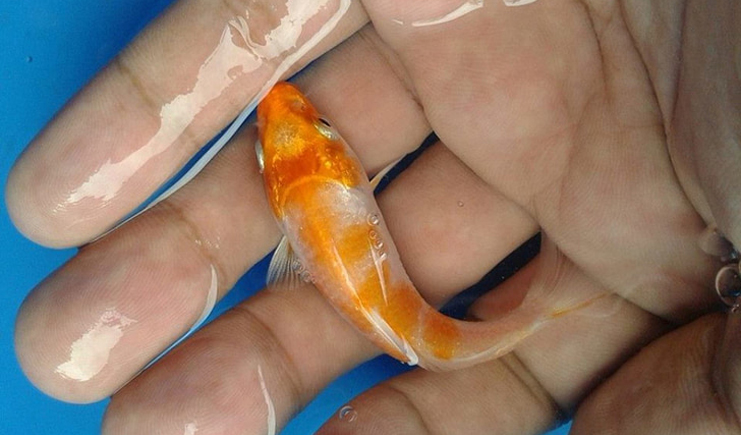 周轉(zhuǎn)箱養(yǎng)魚靠譜嗎？怕漏水看這里