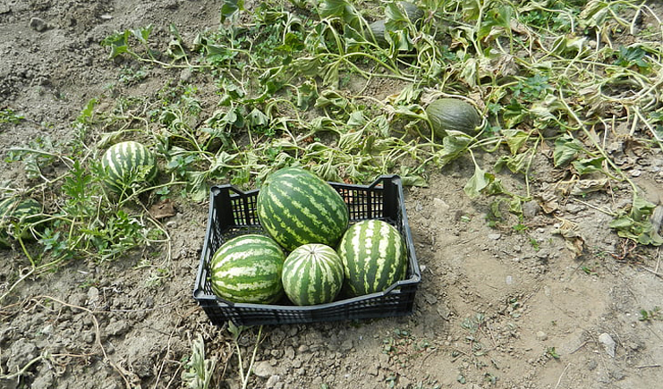 水果塑料周轉(zhuǎn)箱筐批發(fā)，快到筐里來！