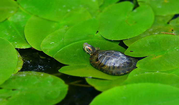 養(yǎng)龜周轉(zhuǎn)箱買(mǎi)白色還是藍(lán)色？它顏色的秘密是？